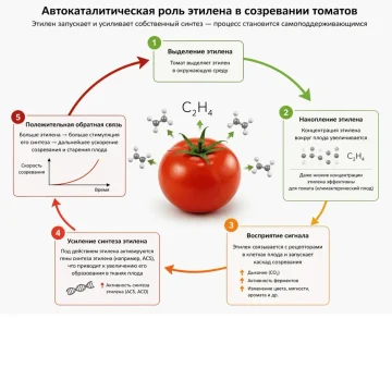 ПЛОДООВОЩНАЯ ОТРАСЛЬ